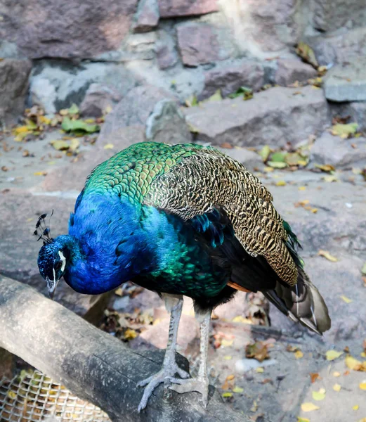 Portrait Peacock — Stock Photo, Image