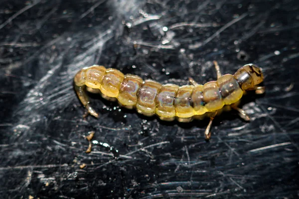Larva Uma Libélula — Fotografia de Stock