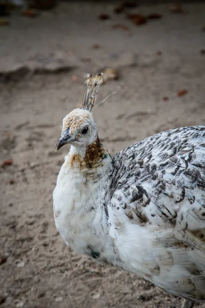 Tavus Kuşu Portresi — Stok fotoğraf