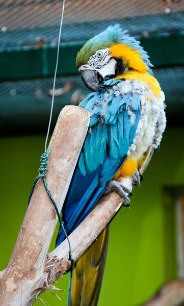 Retrato Uma Estrela Amarela Ararauna Papagai — Fotografia de Stock