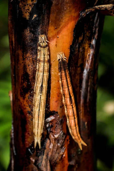 Insecto Oruga Gusano Pequeño — Foto de Stock