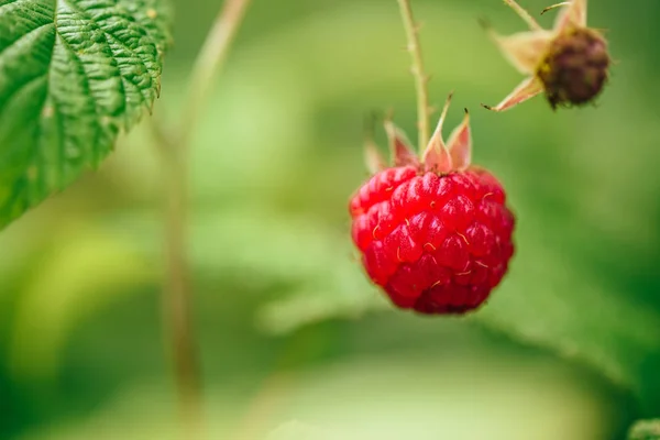 Ripe Raspberry Green Leaves Branch Blurred Background — Stock Photo, Image