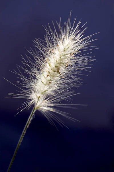 Puszysty Kwiatostan Kolców Alopekuroidów Pennisetum Lisi Ogon Zbliżenie Makro Miejsce — Zdjęcie stockowe