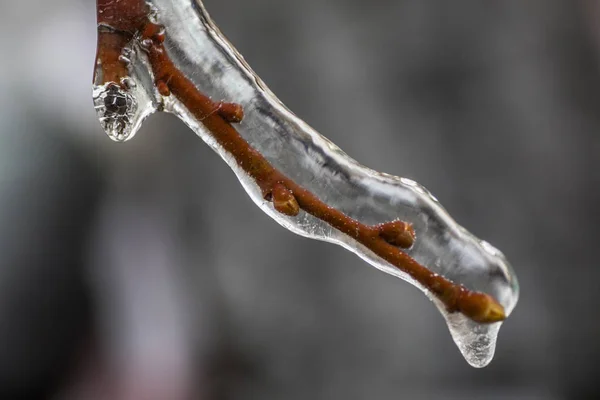 Feche Tiro Ramo Árvore Congelado Inverno — Fotografia de Stock