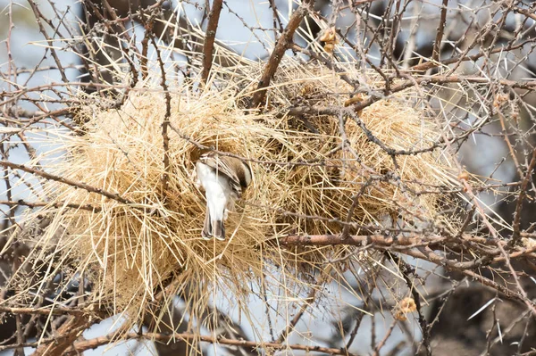 Nest Weaver High Tree — Stock Photo, Image