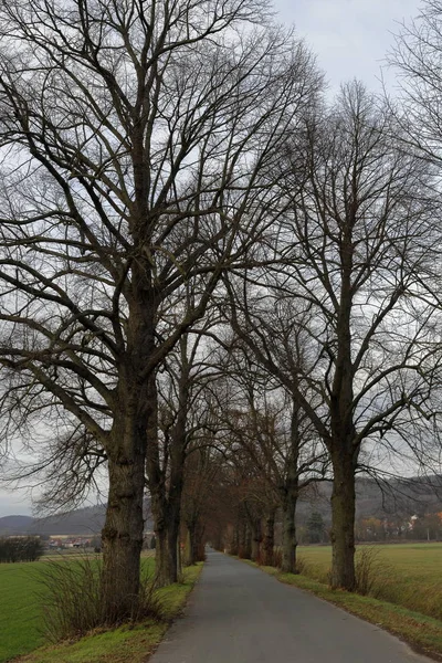 Lindenallee Herbst — Stockfoto