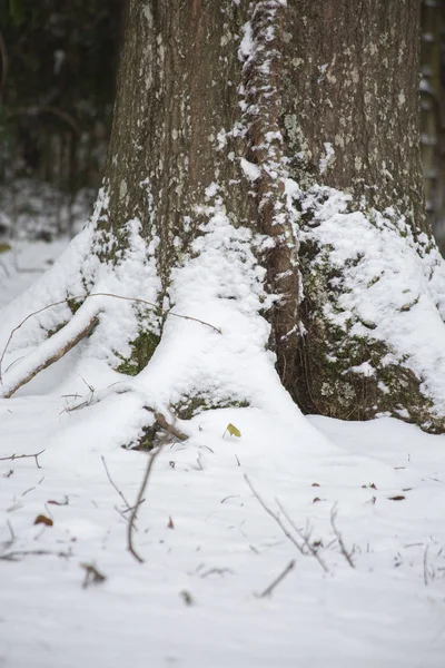 Κοντινό Πλάνο Της Βάσης Του Ένα Κορμό Δέντρου Ένα Χιονισμένο — Φωτογραφία Αρχείου