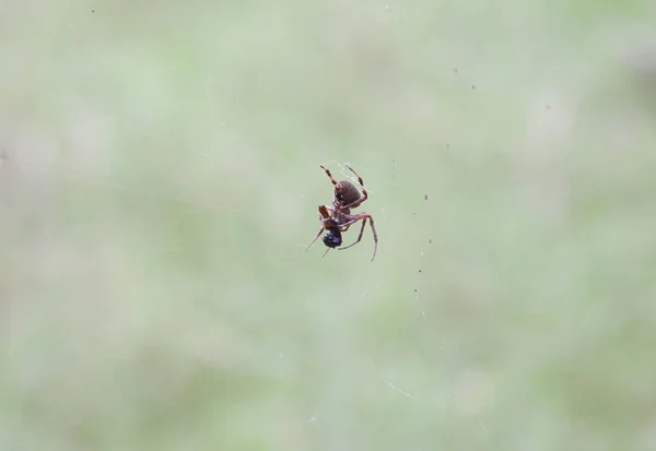 Manchado Orbe Tecelão Aranha Pendurado Pedaço Teia Comer Inseto — Fotografia de Stock