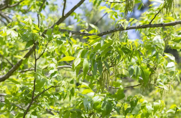 Primer Plano Las Hojas Los Árboles Durante Temporada Primavera — Foto de Stock