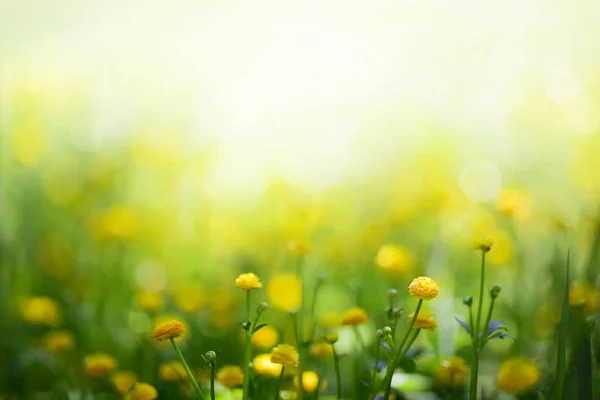 Żółte Jare Kwiecie Zielonym Tle — Zdjęcie stockowe