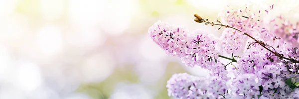 Lila Virágok Tavasszal Virágzik Napfényes Nap Könnyű Bokeh Háttér — Stock Fotó