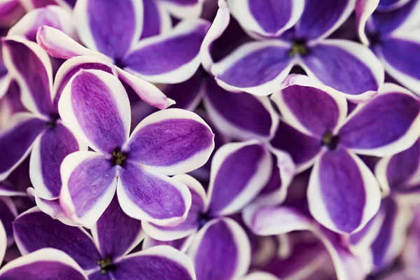 Фиолетовые Сиреневые Цветы Фоне Крупного Плана — стоковое фото