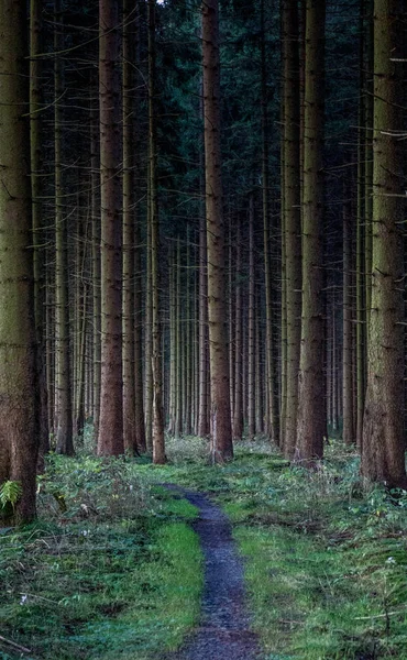 Superficie Forestière Harz Allemagne — Photo