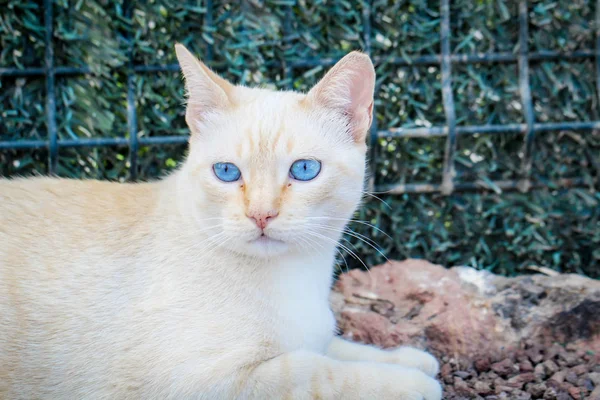 Potret Seekor Kucing — Stok Foto