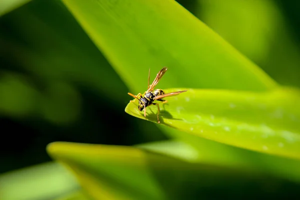 Insecto Aislado Macro Naturaleza Salvaje Trabajo Ament —  Fotos de Stock