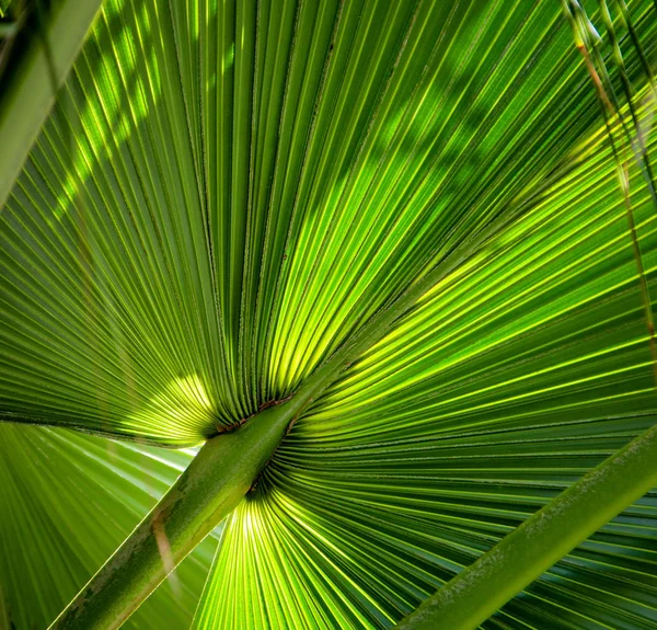 Palm Leaves Flora Nature Tree — Stock Photo, Image