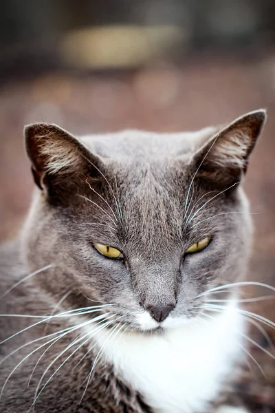 Retrato Gato —  Fotos de Stock