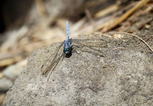 Natuurinsect Met Vleugels Natuurinsect — Stockfoto