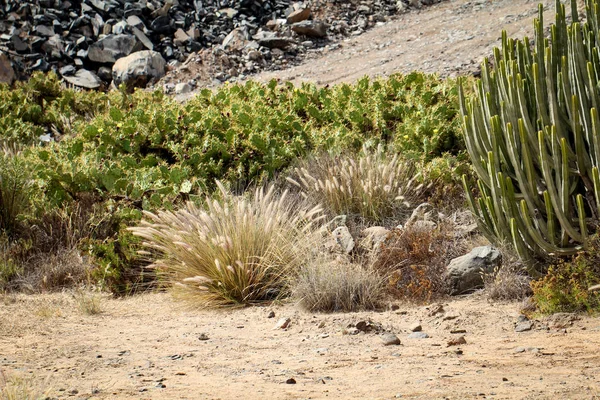 Piante Tropicali Cactus Cactus — Foto Stock