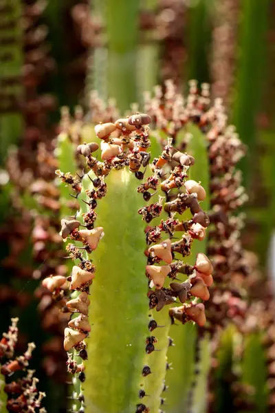 Plante Tropicale Cactus Cactusi — Fotografie, imagine de stoc