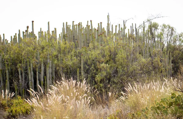 Plante Tropicale Cactus Cactus — Photo