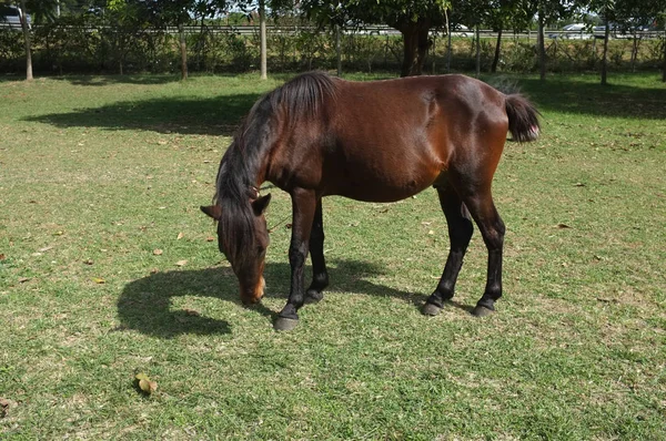 Bruin Paard Gras Achtergrond — Stockfoto