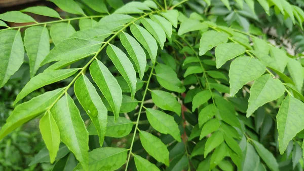 Frisches Grünes Curryblatt Baum — Stockfoto