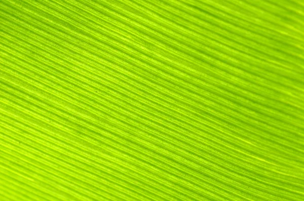 Primer Plano Licencia Plátano Verde Con Color Brillante —  Fotos de Stock