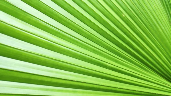 Крупним Планом Зелений Лист Рослини Слонової Папороті — стокове фото