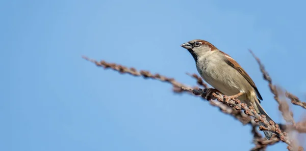 Little Sparrow Male Looking Interested Sitting Branch Front Blue Sky — Stock Photo, Image