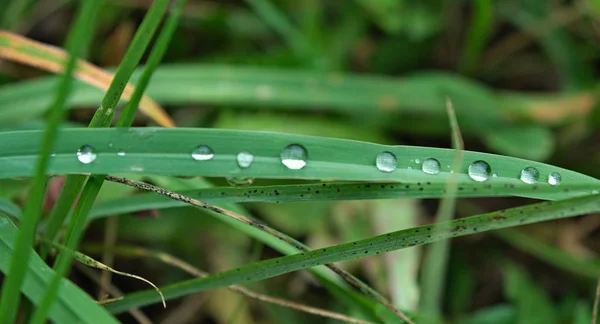 Gotas Água Folha Grama Close — Fotografia de Stock