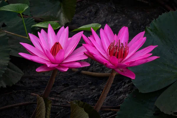 Paarse Lotusbloem Close Van Water Plant Bloei — Stockfoto