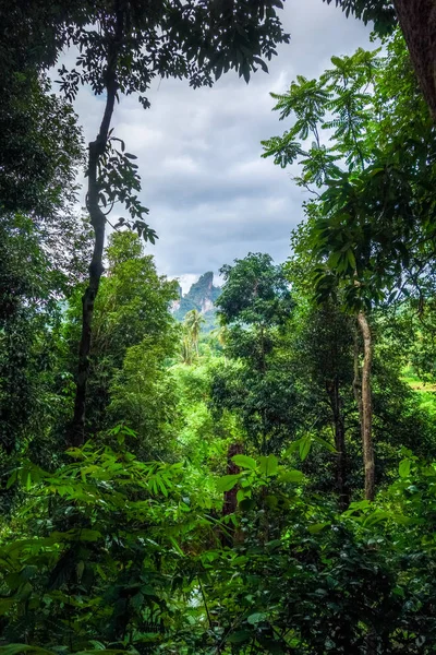 Bosque Selvático Parque Nacional Khao Sok Tailandia — Foto de Stock