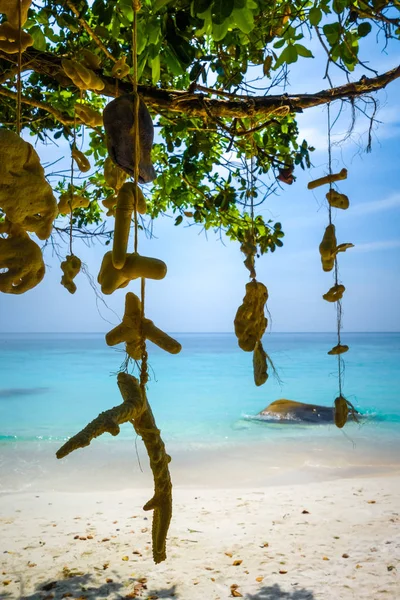 Mercan Kaplumbağa Sanctuary Beach Perhentian Adaları Terengganu Malezya Üzerinde Asılı — Stok fotoğraf