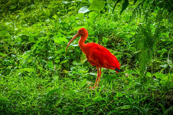 Scarlet Ibis Eudocimus Ruber Tropical Forest — Stock Photo, Image