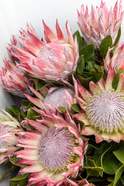 King Protea Protea Cynaroides National Flower South Africa — Stock Photo, Image