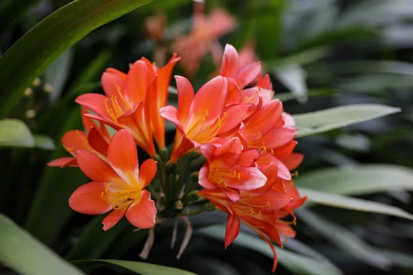 Agrupamento Flores Clivia Laranja Jardim — Fotografia de Stock