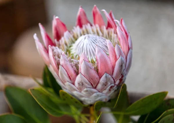 King Protea Protea Cynaroides National Flower South Africa — Stock Photo, Image