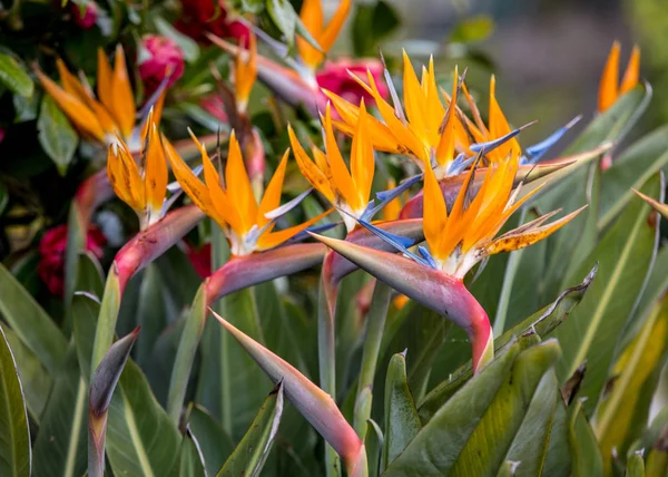 マデイラ島の熱帯の花のストレリッツィアや楽園の鳥 ポルトガル — ストック写真