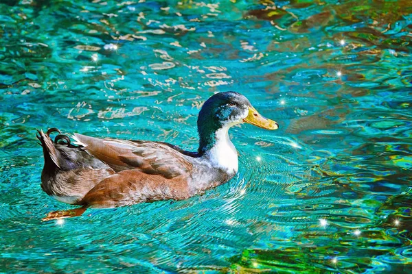 Plavecký Pták Koncepce Divočiny — Stock fotografie