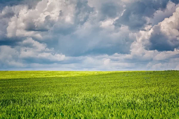 悲観的な空の下で緑のフィールド — ストック写真