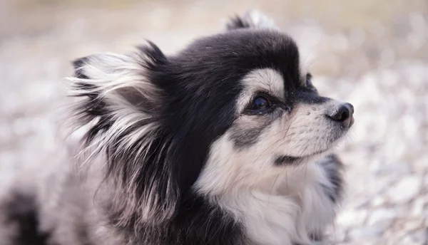 Портрет Милой Чистокровной Собаки — стоковое фото