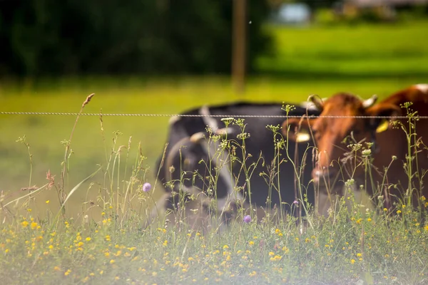 Молочные Коровы Пасутся Зеленом Лугу Утреннем Тумане Стадо Коров Пасущихся — стоковое фото