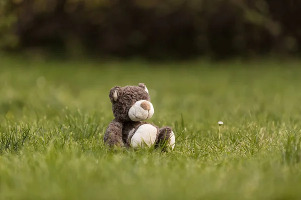 Ours Peluche Dans Jardin Lumière Jour — Photo