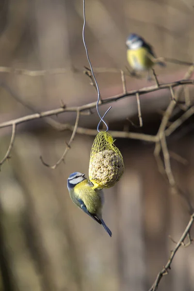 Nahaufnahme Eines Vogels — Stockfoto