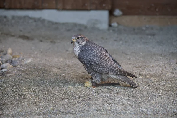 Schilderachtig Uitzicht Prachtige Slechtvalk Natuur — Stockfoto