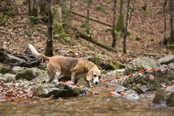Beagle Perro Aire Libre Bosque Otoño — Foto de Stock