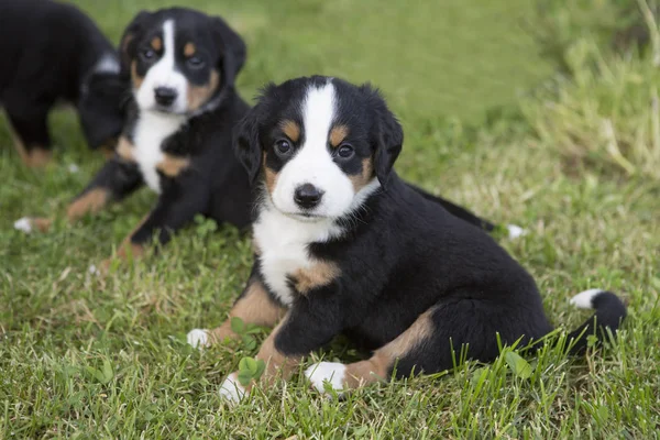 Swiss Appenzeller Cachorros Cão Sentado Jardim Horário Verão — Fotografia de Stock