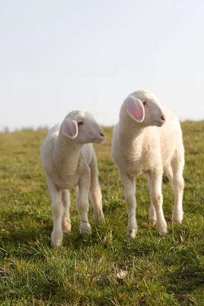 Jonge Lam Een Weide Lente — Stockfoto