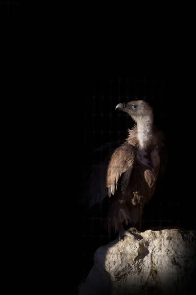 Retrato Griffon Gyps Fulvus Frente Fundo Preto — Fotografia de Stock